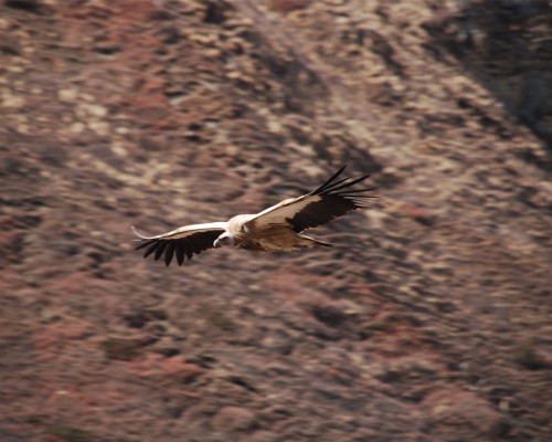 Vulture