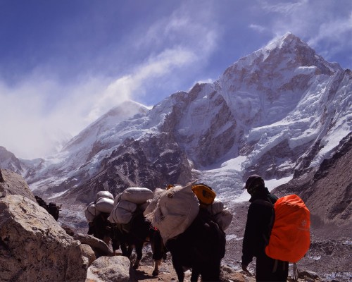 Yak Carrying A Loads