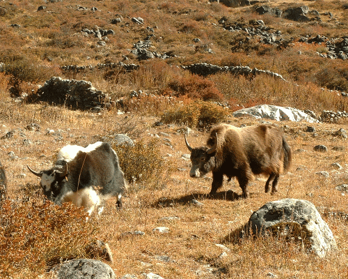 Yak Grazzing