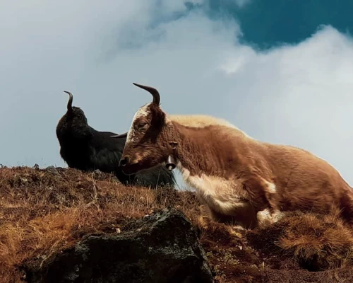 Yak In Khumbu