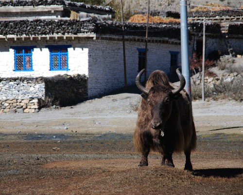 Yak