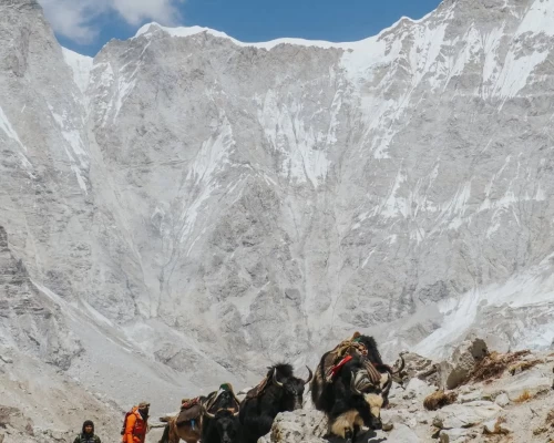 Zopke Yak Are The Prime Porter Animals Of Everest Trekking